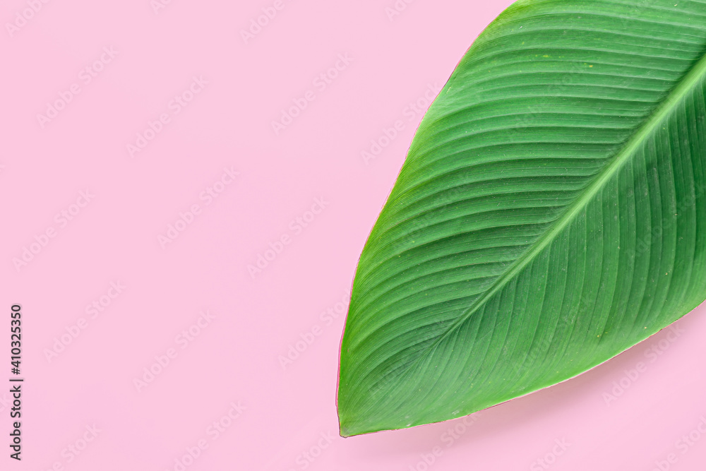 Green banana leaf on color background