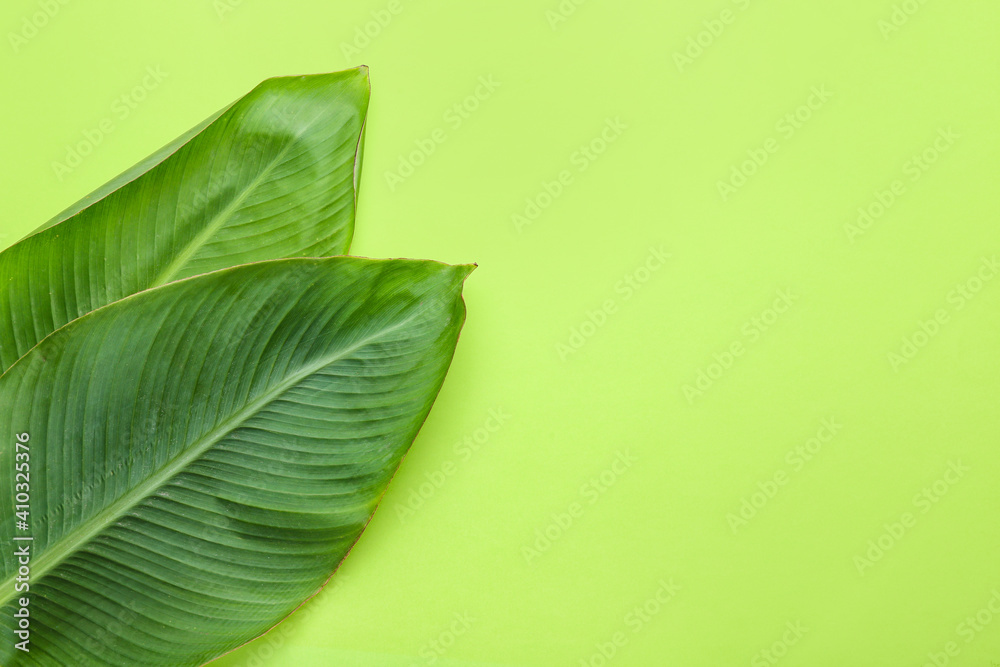 Green banana leaves on color background