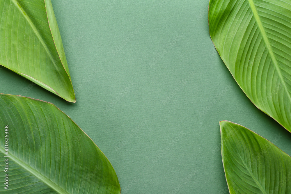 Green banana leaves on color background