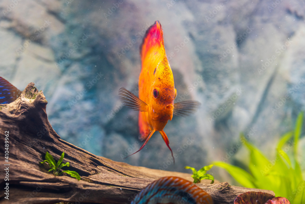 Close up view of gorgeous red melon discus aquarium fish isolated on blue background. Hobby concept.