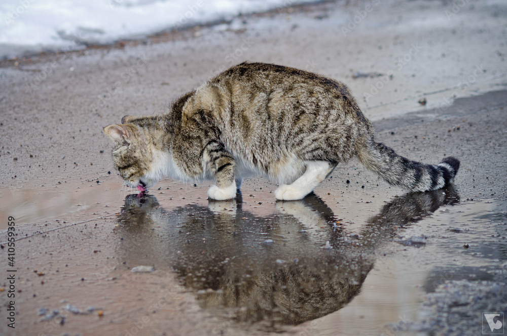 海滩上的猫