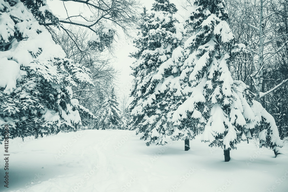 Winter landscape with snowy forest