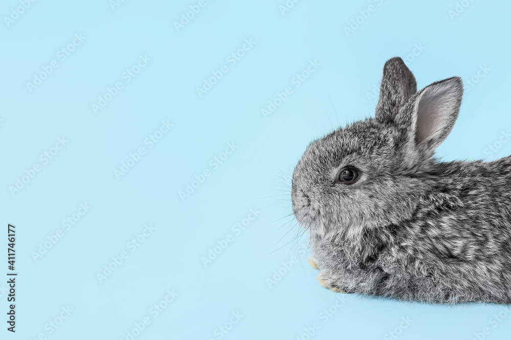 Cute fluffy rabbit on color background