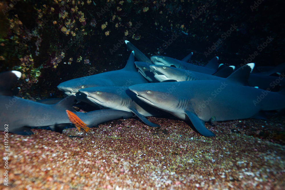 Large group of small white tip baby sharks rest in the rocks