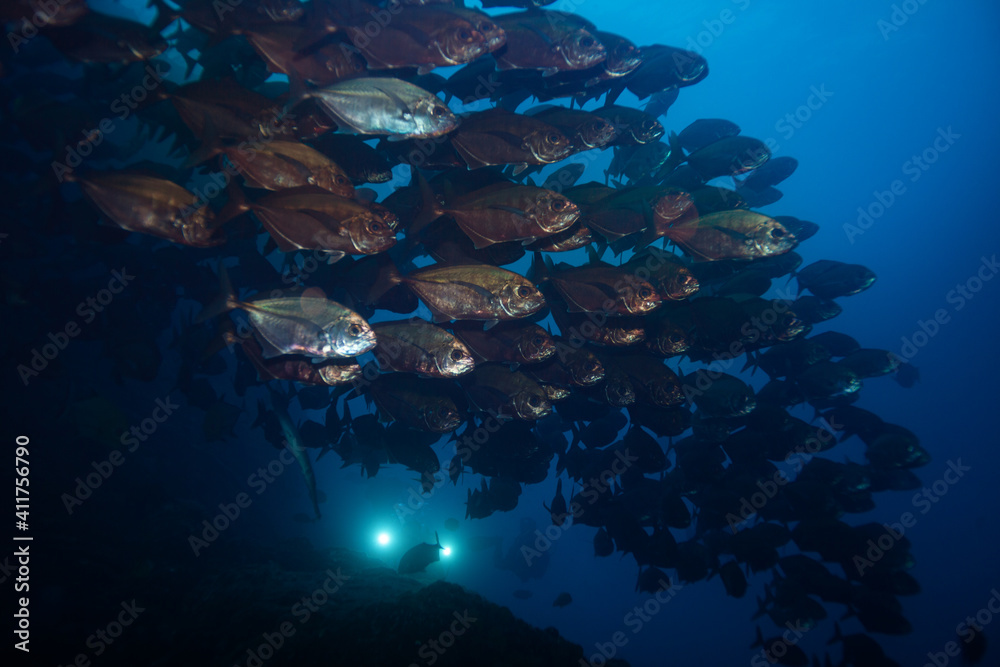 Large fish school underwater with divers strobe in the deep blue