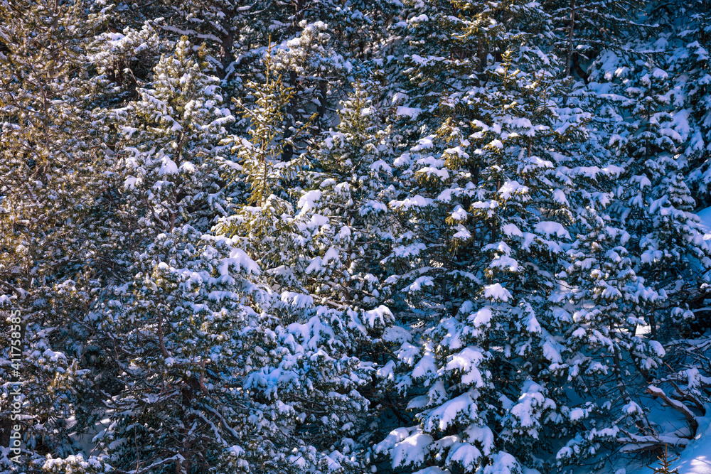 从山上白雪皑皑的冷杉绿色森林俯瞰