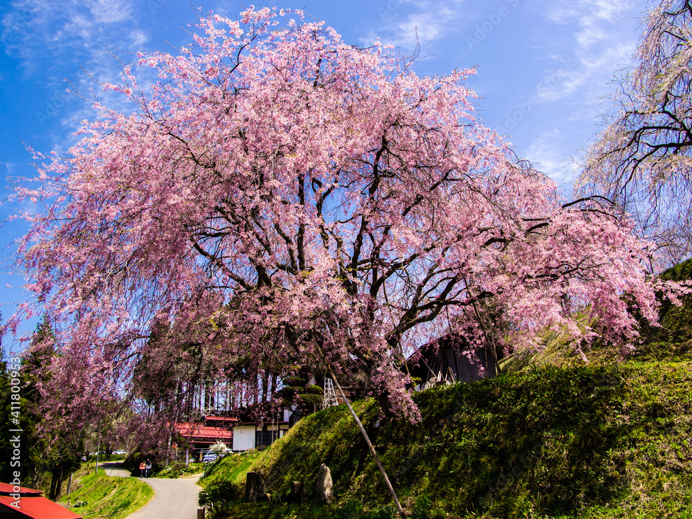 満開の長野県陣屋の桜