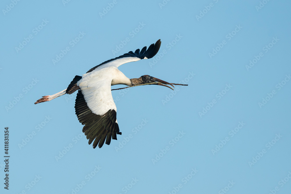 Wood Stork, Mycteria americana