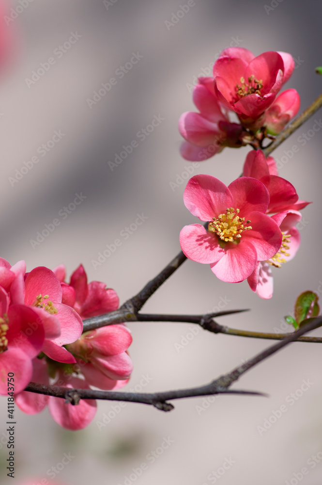 Chaenomeles japonica japanese maules quince开花灌木，美丽的粉色花朵在草地上绽放