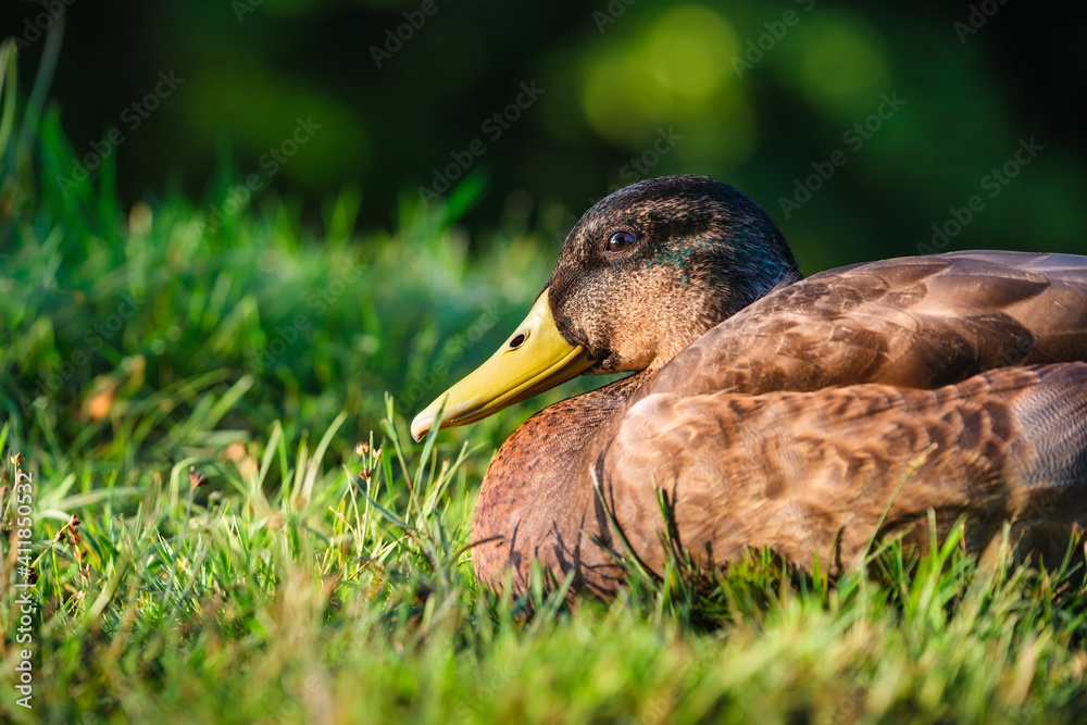 野生鸭子的肖像。动物和鸟类。夏天湖上的Mallards。照片dur