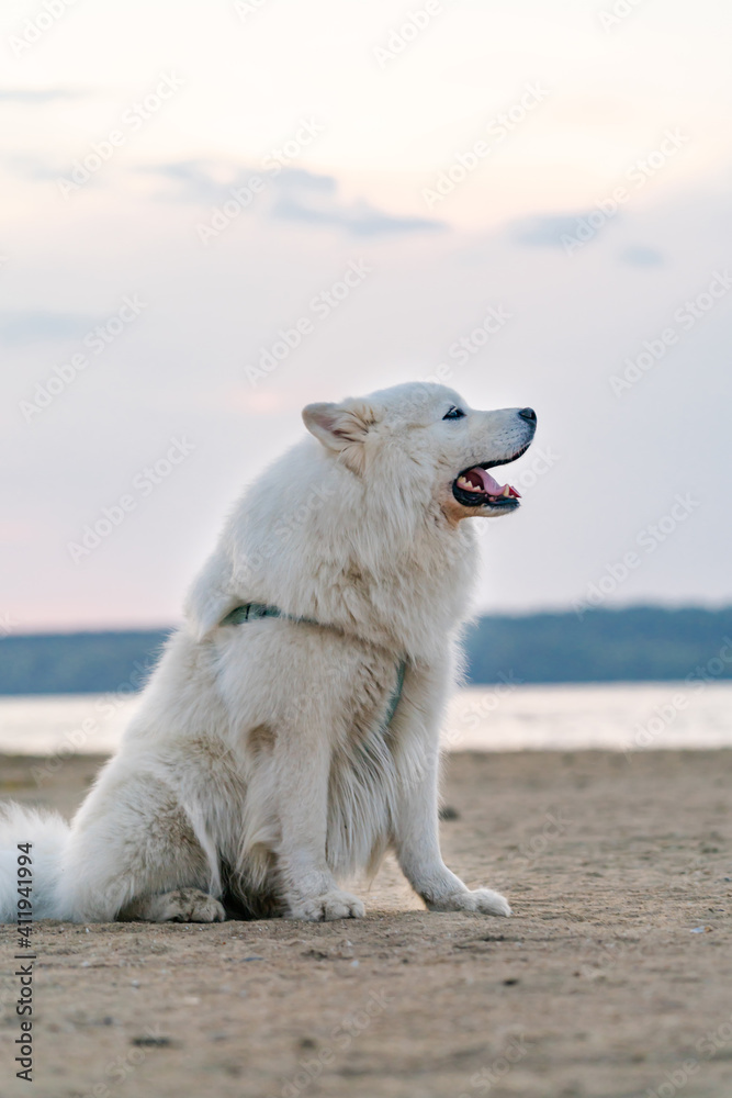 萨摩耶犬品种毛茸茸的大白狗，坐在户外湖边的沙滩上。烟雾缭绕的summe