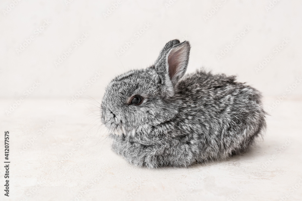 Cute fluffy rabbit on light background