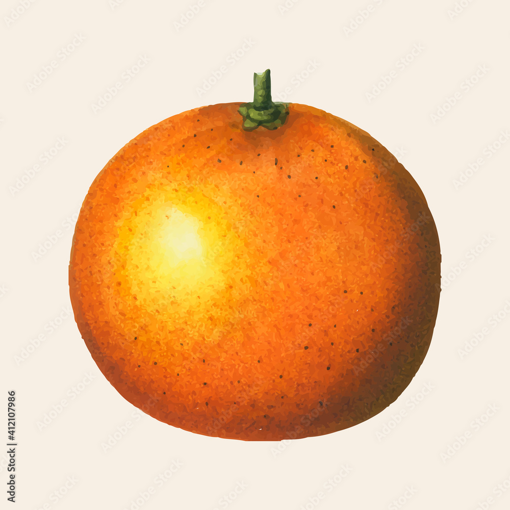 Vintage orange vector fruit hand drawn illustration