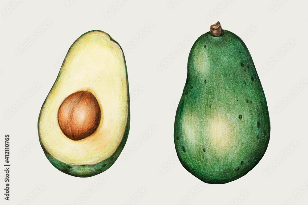 Green avocado vintage vector hand-drawn