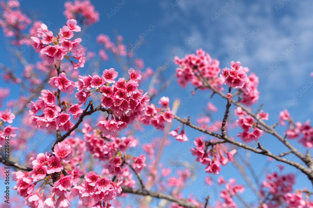 春・桜