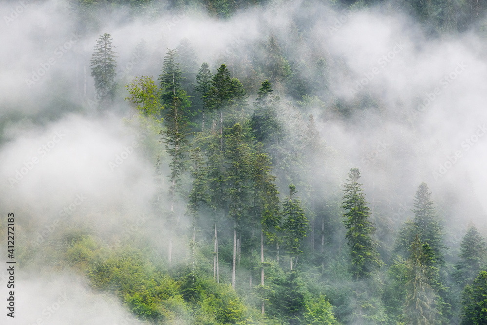 山上有雾的森林。树木和薄雾的景观。雨后的景观。b的景色