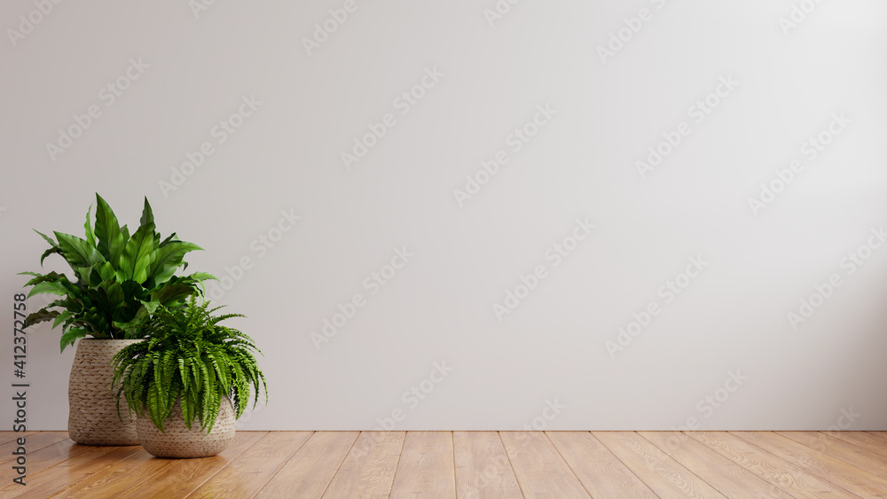 White wall empty room with plants on a floor.