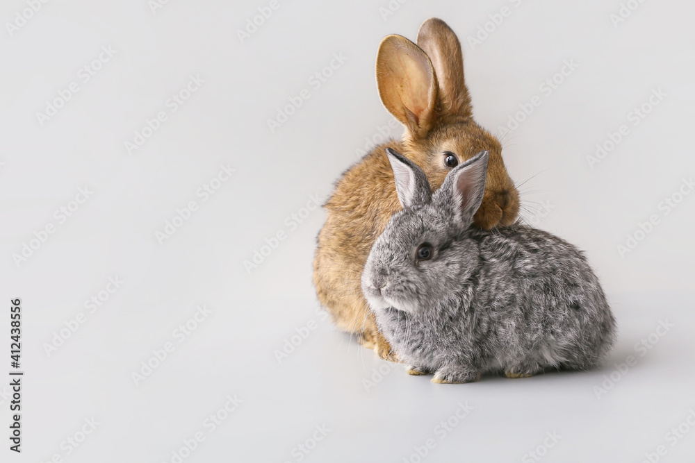 Cute funny rabbits on light background