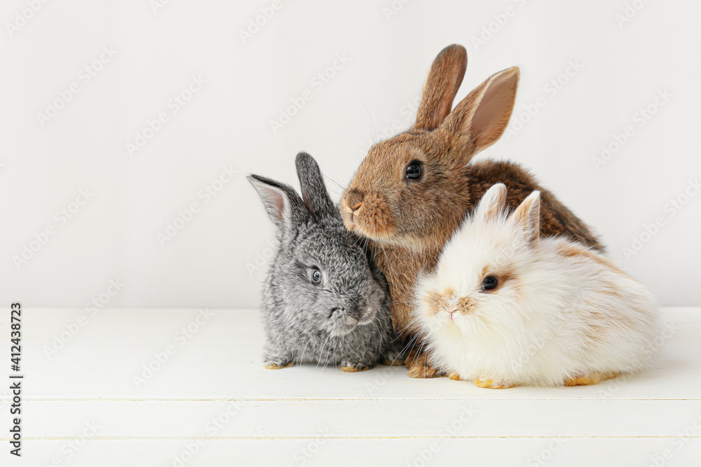 Cute funny rabbits on light background