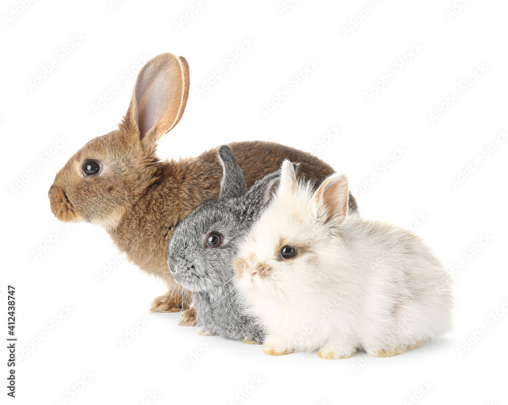 Cute funny rabbits on white background