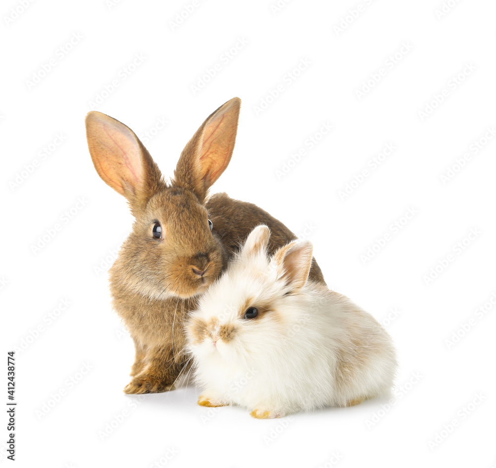 Cute funny rabbits on white background