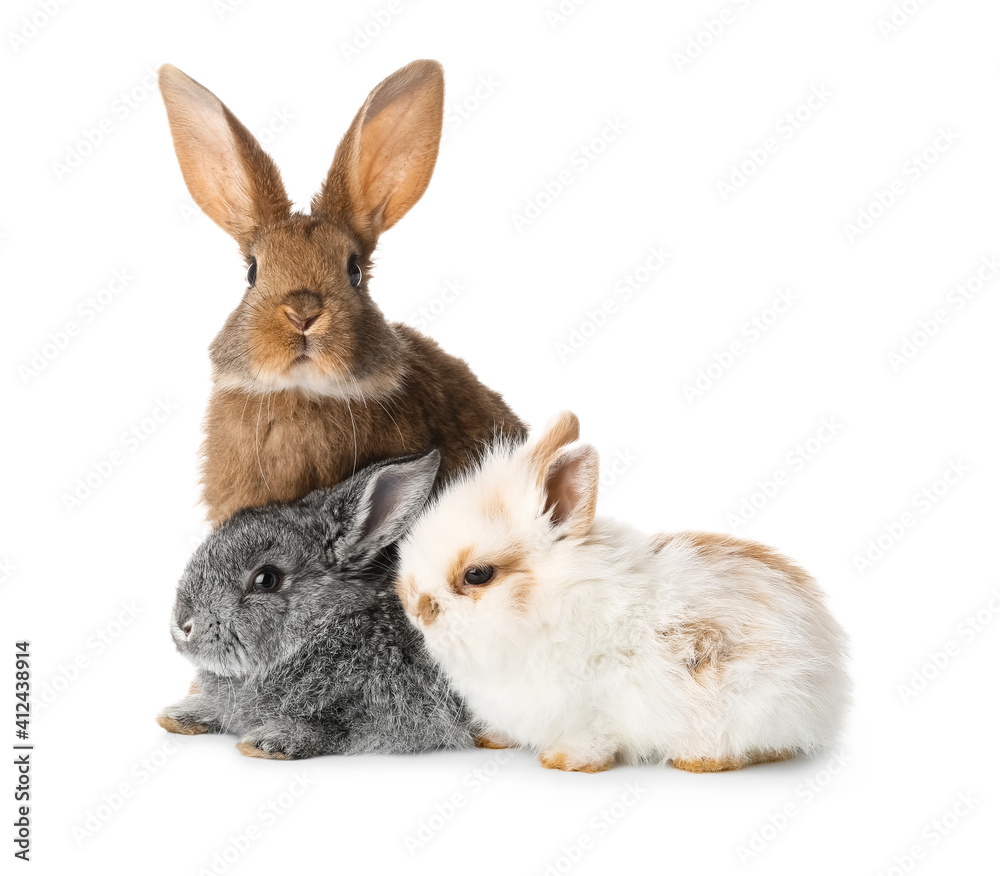 Cute funny rabbits on white background