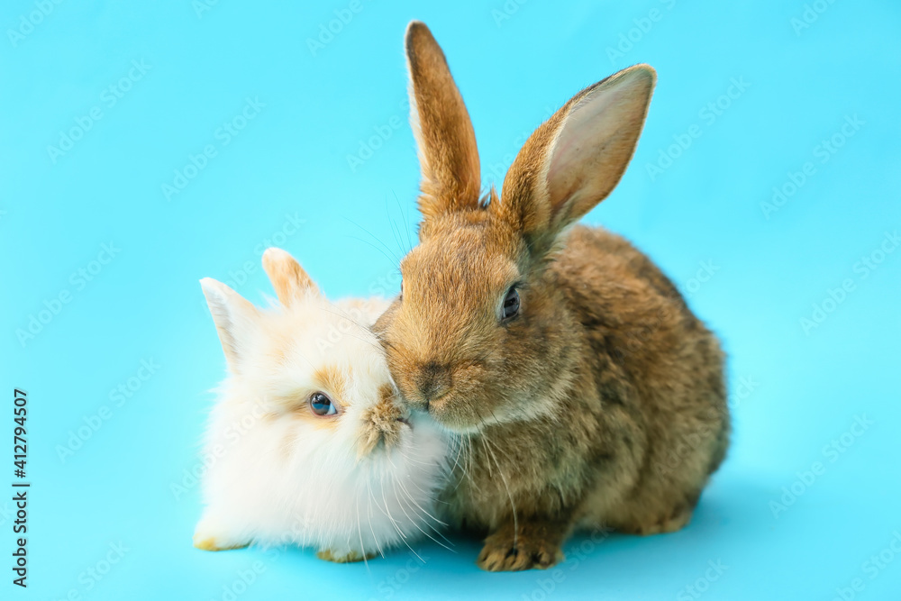 Cute funny rabbits on color background