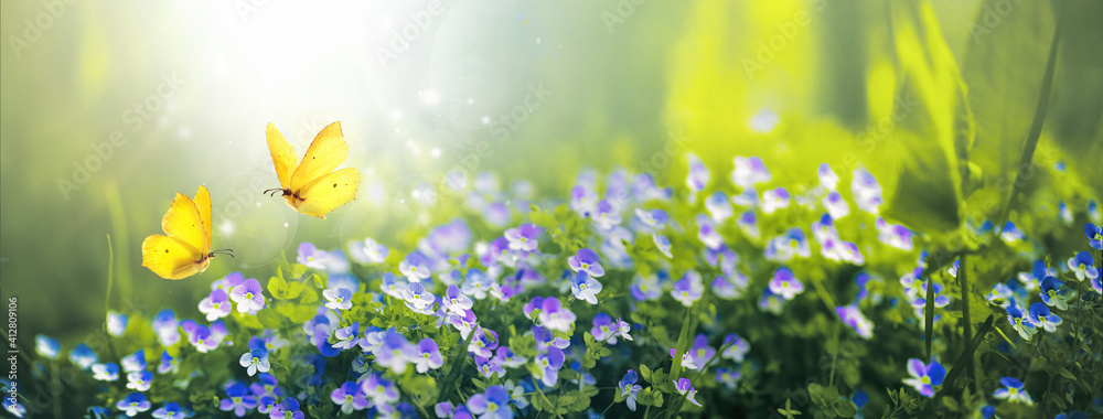 Small wild purple flowers in grass and two yellow butterflies soaring in nature in rays of sunlight 