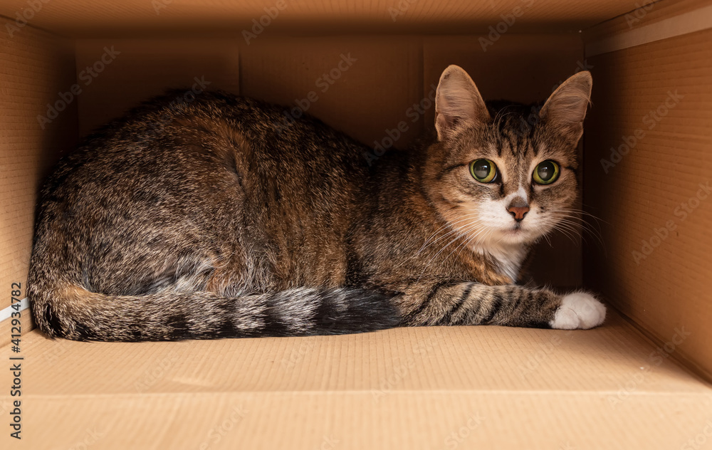 这只欧洲短毛猫坐在一个瓦楞纸箱里，看着镜头。特写。阿尼