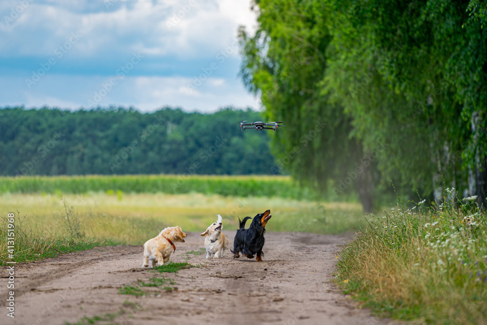 Small breed dog running outdoor. Happy walk of a dog. Dog on nature background. Small breeds.