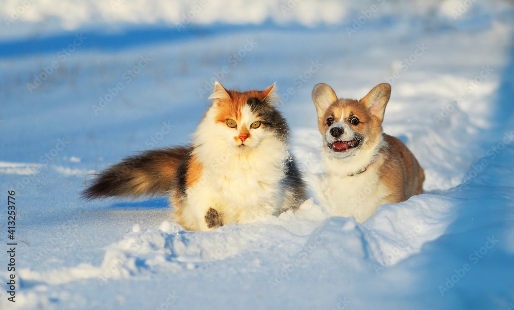 furry friends cat and corgi puppy sit in winter garden in the snow