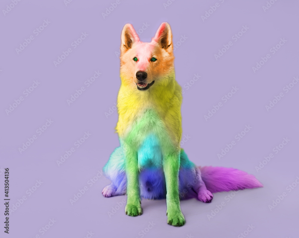 Cute rainbow colored dog on lilac background