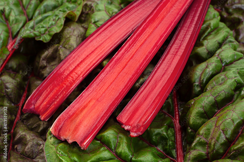 Chard fresh leaf and stem