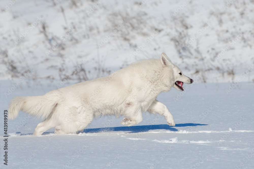 White Swiss Shepherd dog running on snow