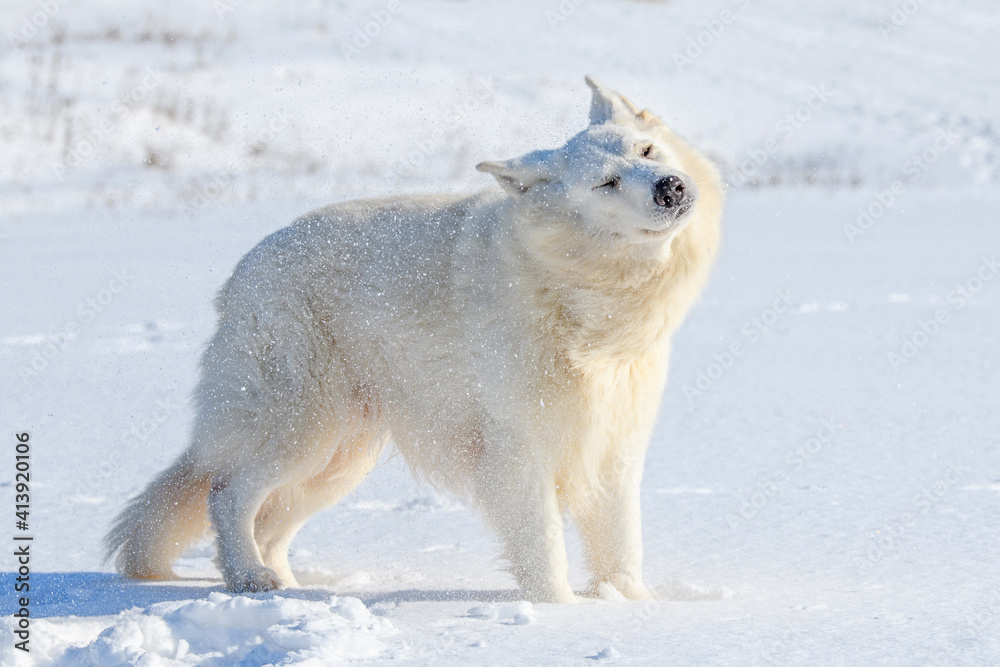 White Swiss Shepherd dog running on snow