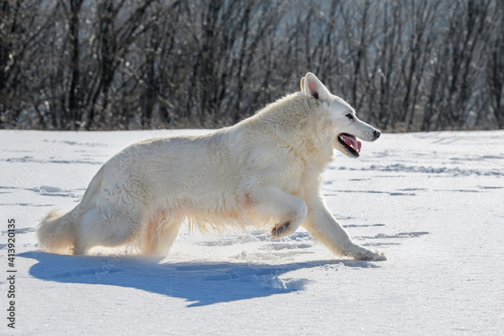 雪地上奔跑的白色瑞士牧羊犬