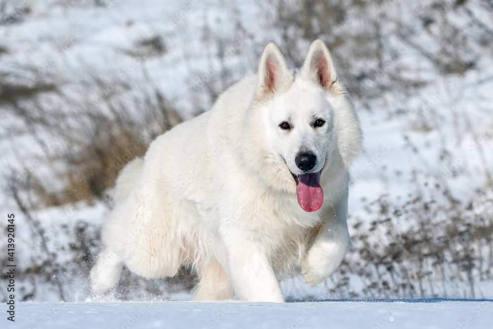 白色瑞士牧羊犬在雪地上奔跑