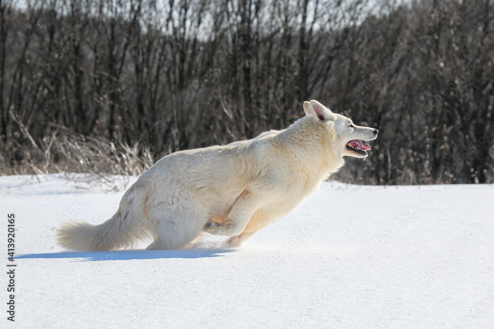 白色瑞士牧羊犬在雪地上奔跑