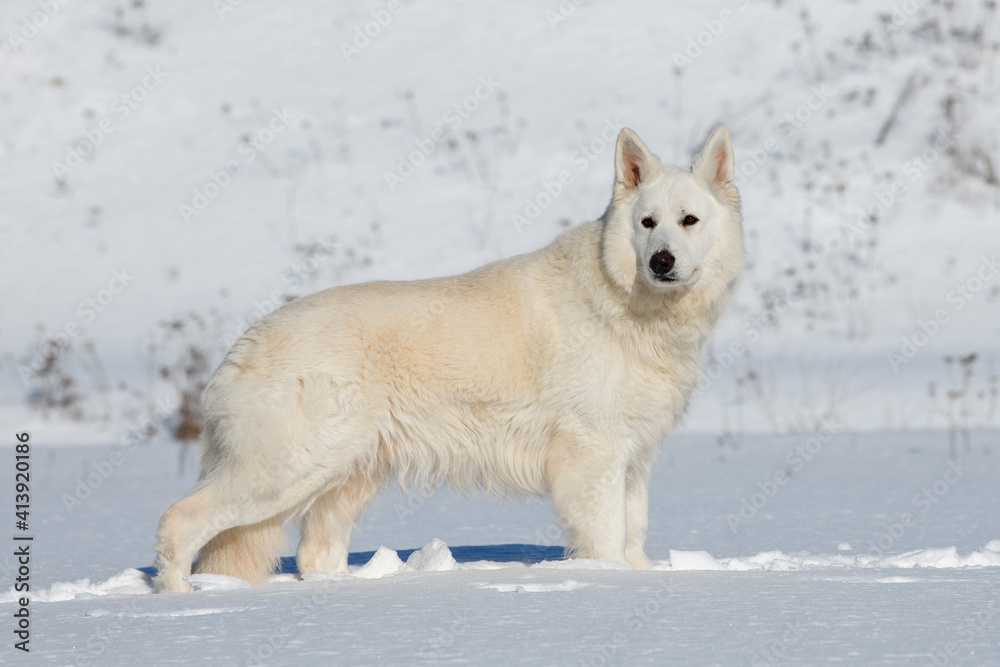 白色瑞士牧羊犬在雪地上奔跑