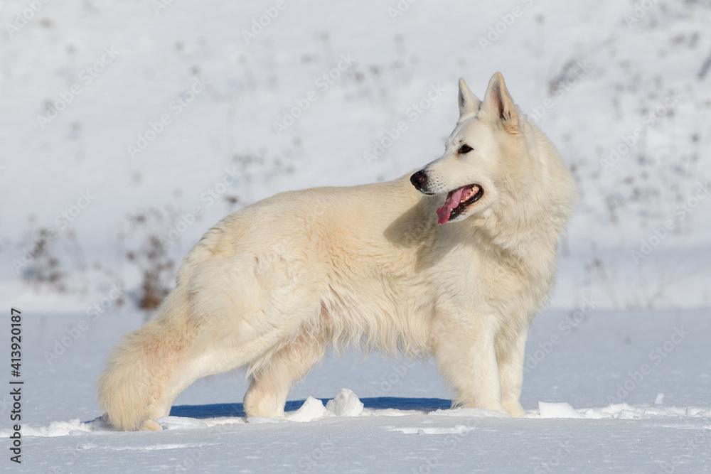 雪地上奔跑的白色瑞士牧羊犬