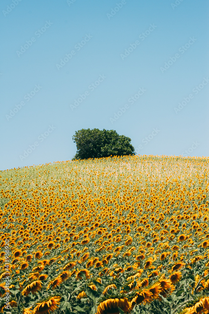 Árbol verde en medio de los Girasoles amarillos