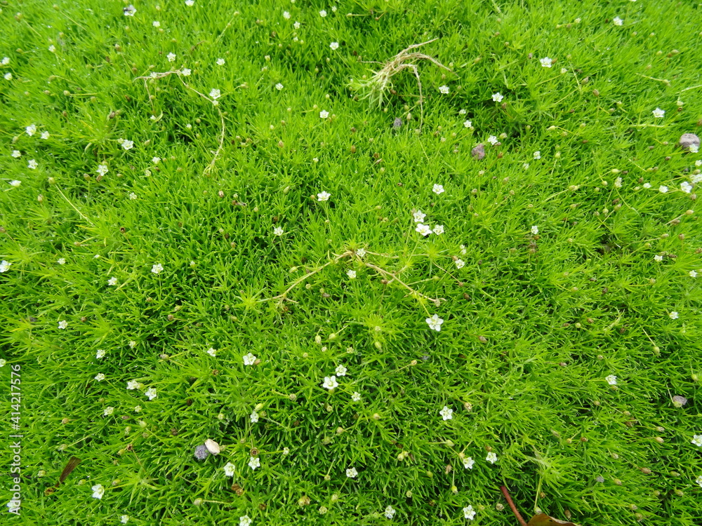 Sagina subulata（石南珍珠藓、爱尔兰藓、锥叶珍珠藓或苏格兰藓）