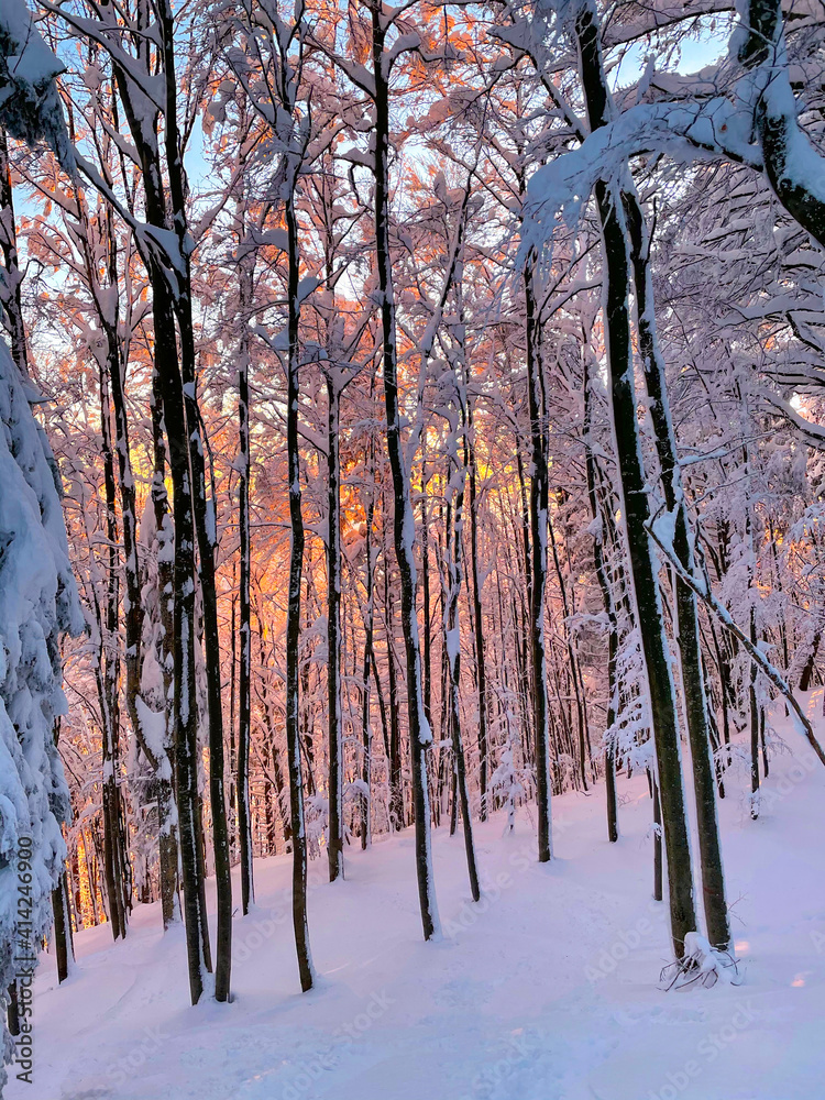 垂直：风景如画的金色灯光温柔地照亮了被新鲜雪覆盖的森林。