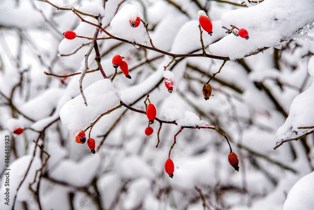 冬日森林里白雪覆盖的狗蔷薇树枝