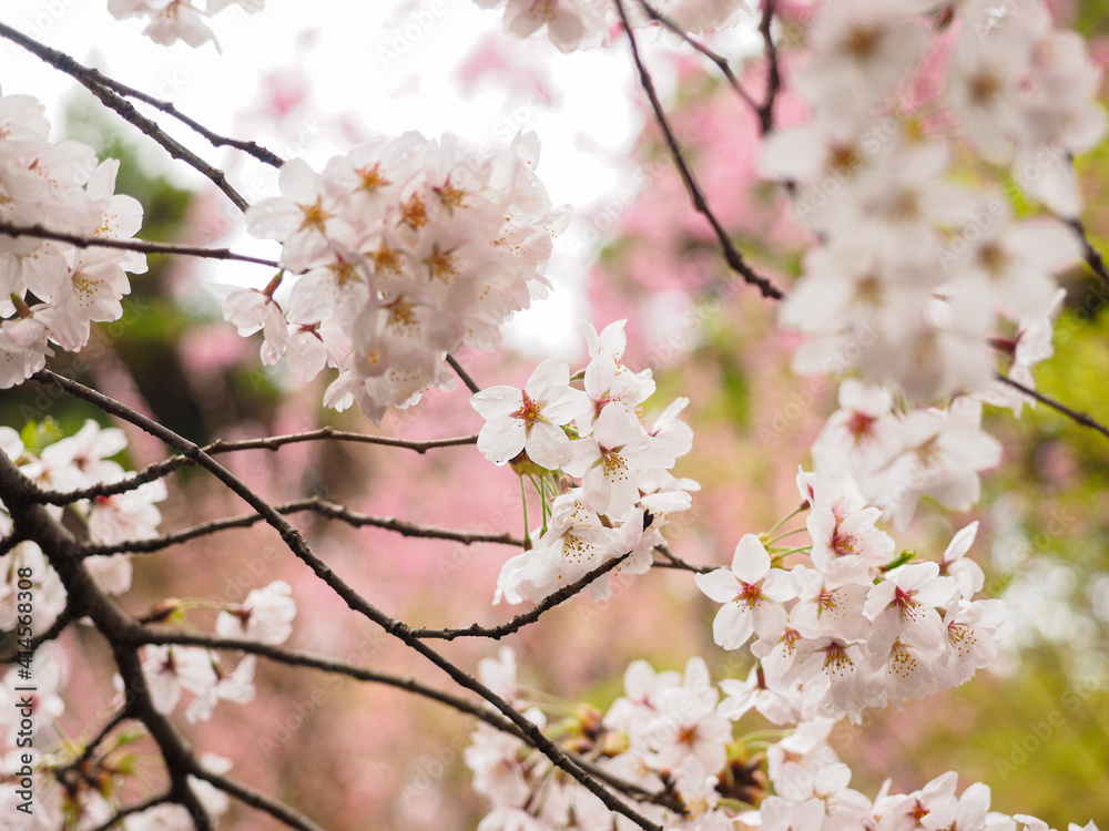 雨に濡れた桜の花