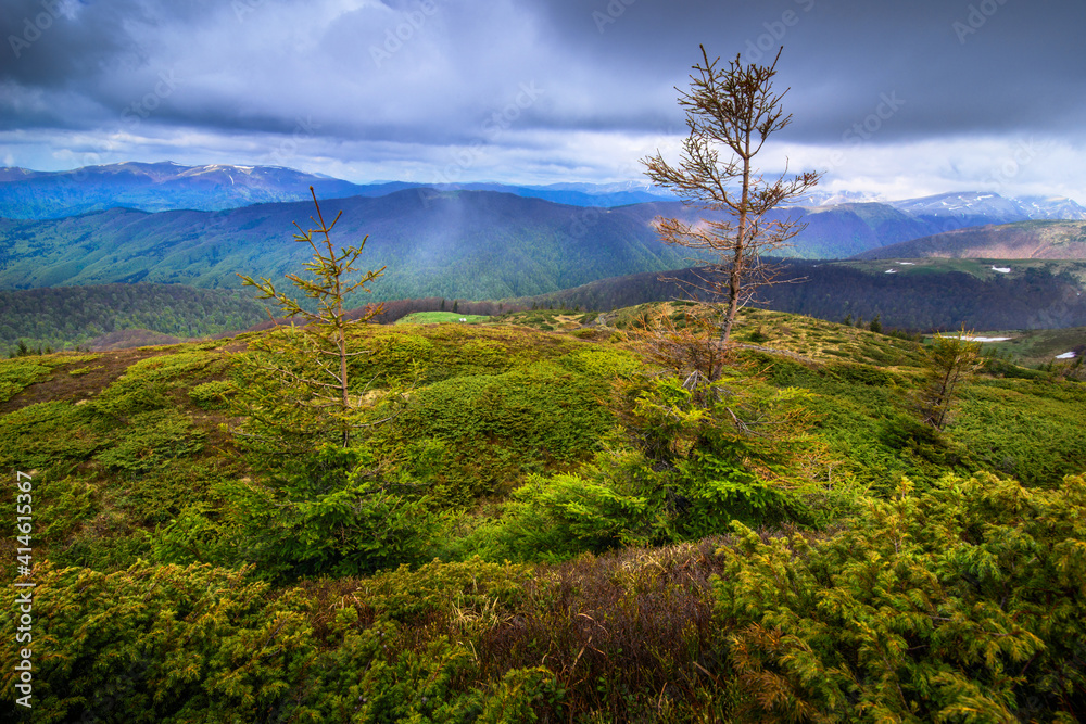 在美丽的春山上徒步旅行，那里鲜花盛开