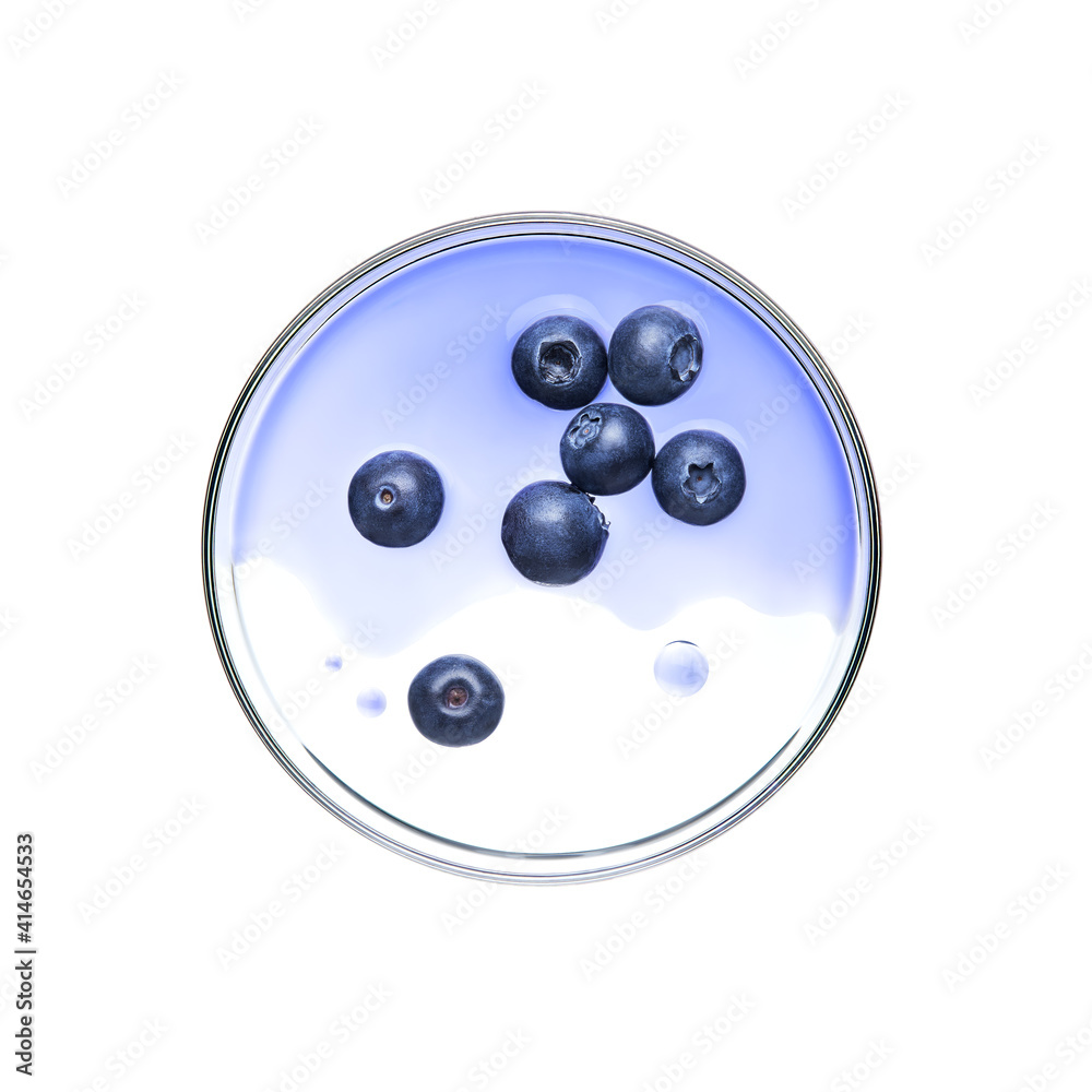 白底培养皿上的蓝莓果实和香精
