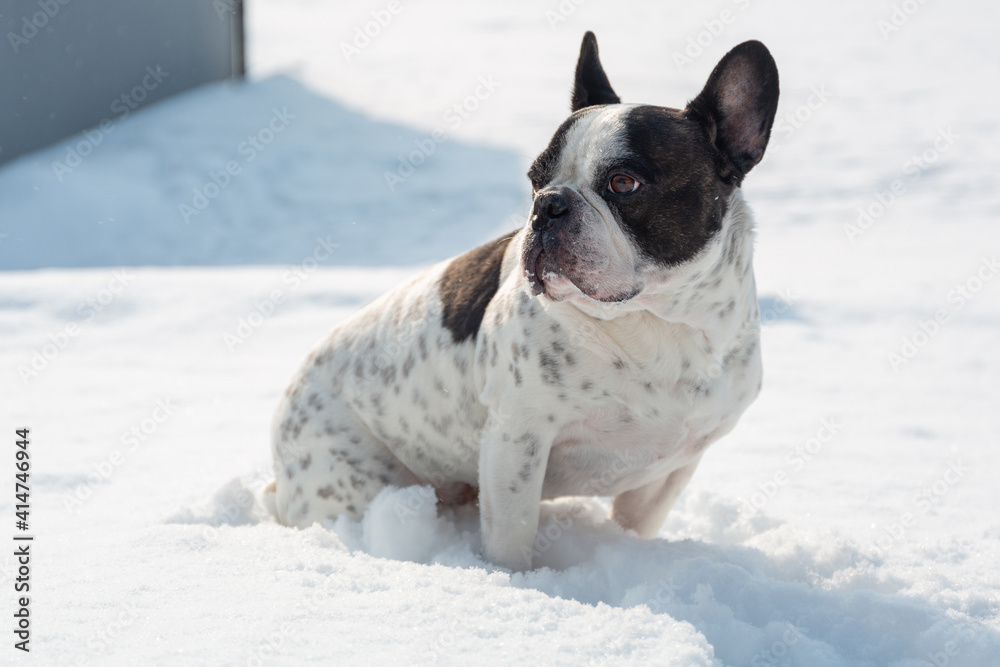 冬天雪地花园里的法国斗牛犬。