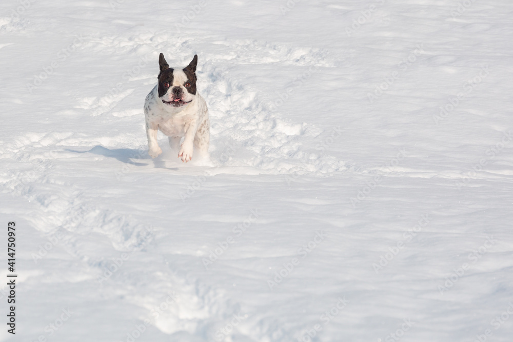 法国斗牛犬冬天在雪地花园里快速奔跑。