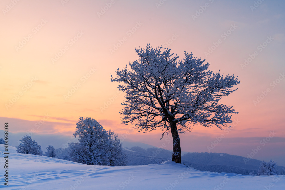 令人惊叹的冬季景观，山谷中有一棵孤独的白雪树。粉红色的日出天空闪闪发光